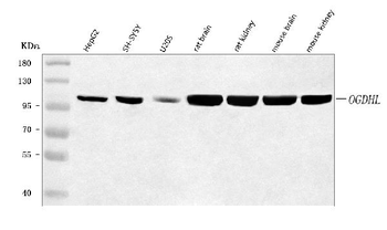 Anti-OGDHL Antibody