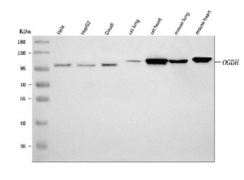 Anti-OGDH Antibody