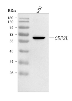 ODF2L Antibody