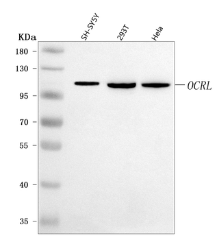 Anti-OCRL Antibody