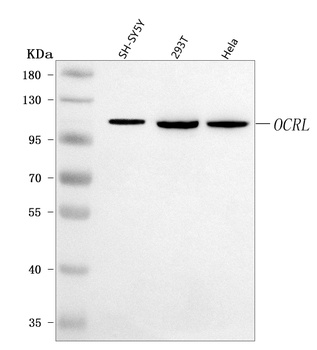 OCRL Antibody