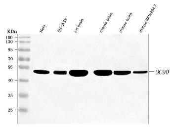 OC90 Rabbit Polyclonal Antibody