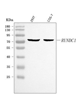 Anti-RUNDC1 Antibody