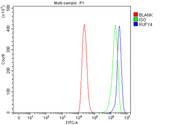 RUFY4 Antibody