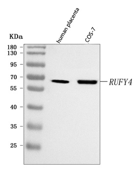 RUFY4 Antibody