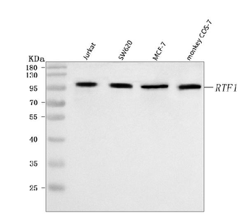 Anti-RTF1 Antibody