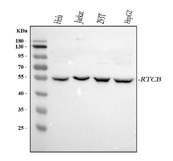 RTCB Antibody