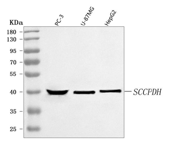 SCCPDH Antibody