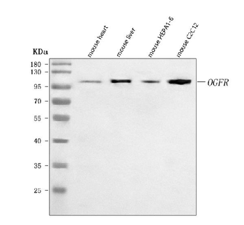 Anti-Ogfr Antibody