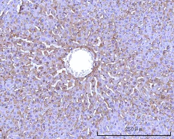 Anti-RPS25 Antibody