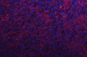 Anti-RPS15A Antibody