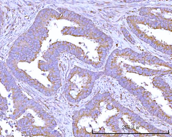Anti-RPS15A Antibody