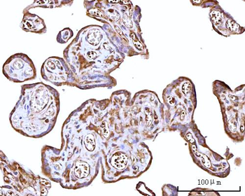Anti-RPS15A Antibody