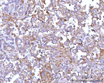 Anti-RPS15A Antibody