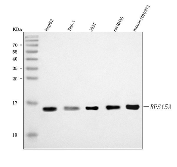 Anti-RPS15A Antibody