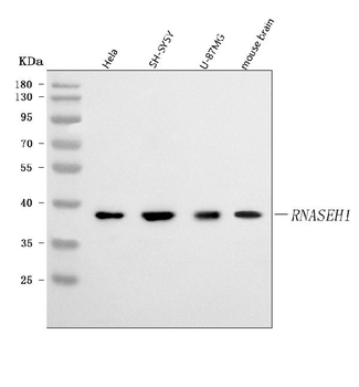 Anti-RNASEH1 Antibody