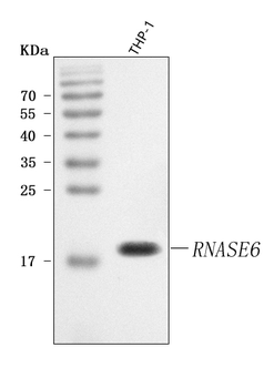 Anti-RNASE6 Antibody