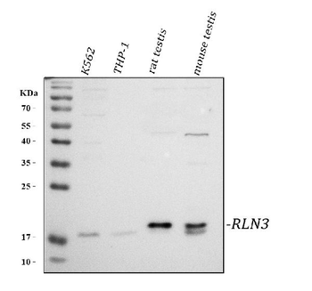 Anti-RLN3 Antibody