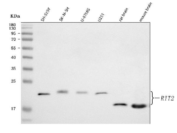 RIT2 Rabbit Polyclonal Antibody