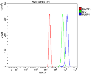 RLBP1 Rabbit Polyclonal Antibody
