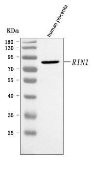 Anti-RIN1 Antibody