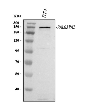 Anti-C20orf74/RALGAPA2 Antibody