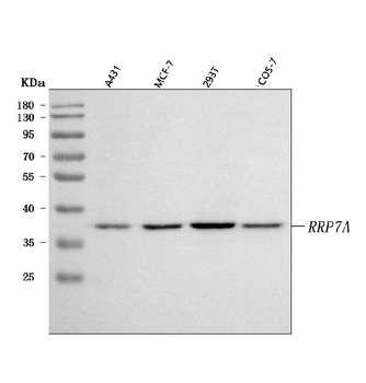 Anti-RRP7A Antibody