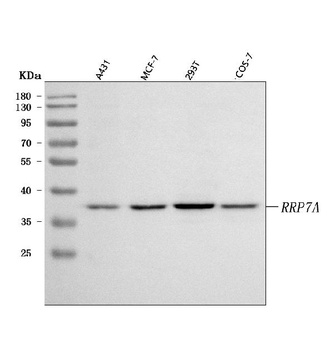 RRP7A Antibody