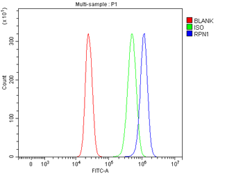 Anti-RPN1 Antibody
