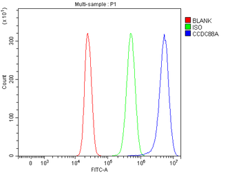 CCDC88A Antibody