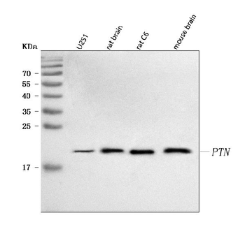 Anti-PTN Antibody