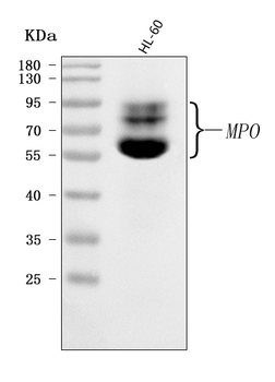 Anti-MPO Antibody