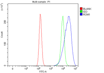 ROM1 Antibody