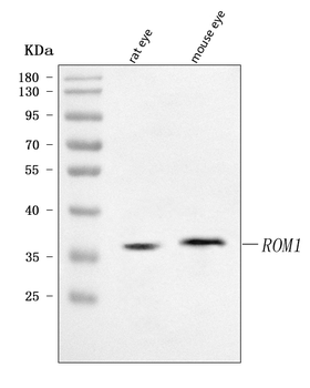 Anti-ROM1 Antibody