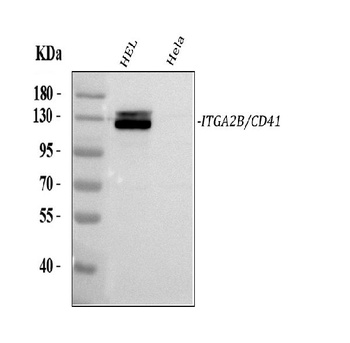 CD41/Integrin Alpha 2B/ITGA2B Antibody