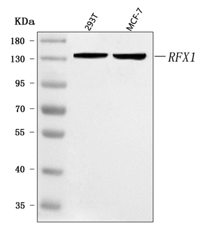 Anti-RFX1 Antibody