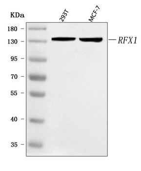 RFX1 Antibody