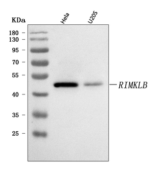 Anti-RIMKLB Antibody