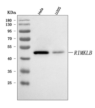 RIMKLB Antibody