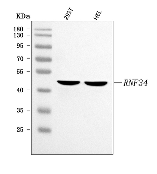 Anti-RNF34 Antibody