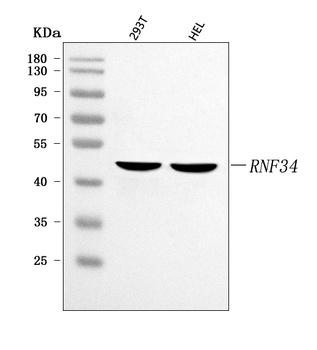 RNF34 Antibody