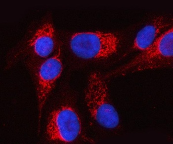 PTPIP51/RMDN3 Antibody