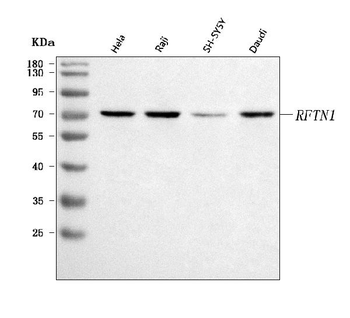 Anti-RFTN1 Antibody