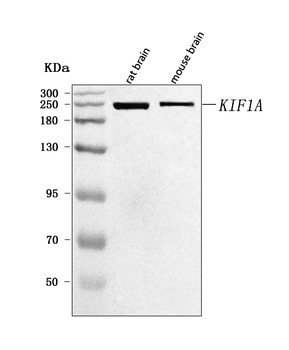 Anti-KIF1A Antibody