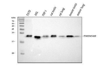 TMEM50B Antibody