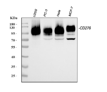 Anti-CD276 Antibody