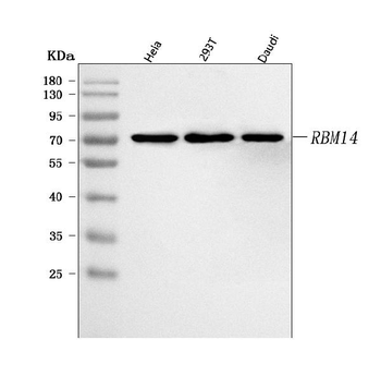 Anti-RBM14 Antibody