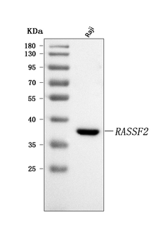 Anti-RASSF2 Antibody