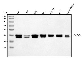 hnRNP E2/PCBP2 Antibody