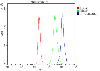 RNASEH2B Antibody